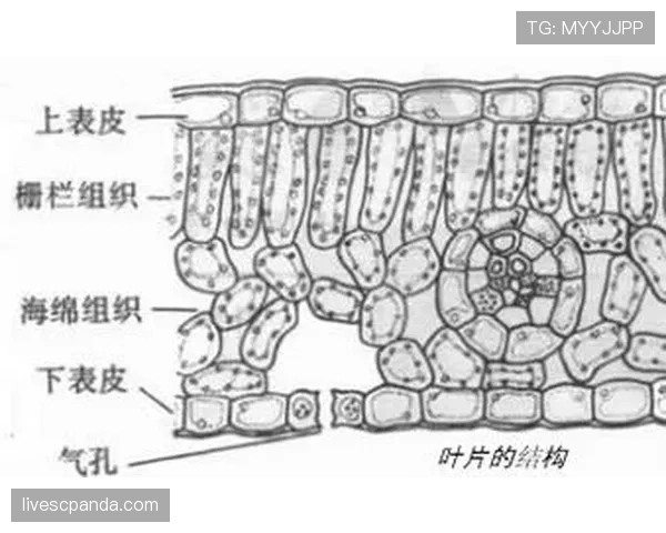 解读篮球“圆柱体原则”：判定合法防守与身体接触的关键
